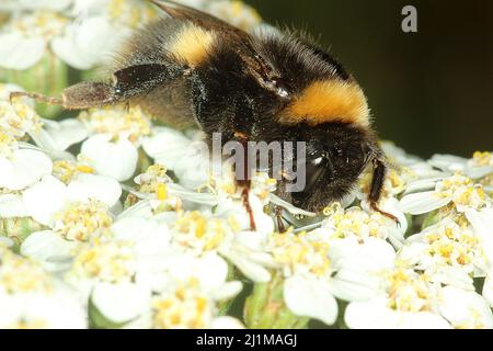 Bufftailed Hummel (Bombus terrestris) Stockfoto