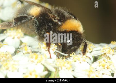 Bufftailed Hummel (Bombus terrestris) Stockfoto