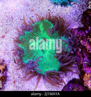 Pink Tip Elegance LPS Coral - Catalaphyllia Jardinei Stockfoto