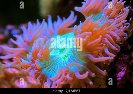 Pink Tip Elegance LPS Coral - Catalaphyllia Jardinei Stockfoto