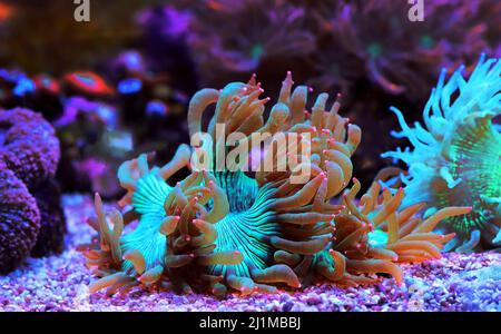 Pink Tip Elegance LPS Coral - Catalaphyllia Jardinei Stockfoto