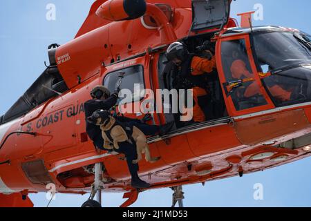 Küstenwache K-9 Petty Officer 1. Klasse Kelly und ihr Handler Maritime Enforcement Specialist 2. Klasse Jacob Brasker führen am 23. März 2022 in einem MH-65D Dolphin-Hubschrauber an der Coast Guard Air Station San Francsico, Kalifornien, ein K-9-Hebetraining durch. Brasker und K-9 Kelly sind derzeit dem Coast Guard Maritime Security and Safety Team Los Angeles angeschlossen. (Foto der Küstenwache von Petty Officer, Class Hunter Schnabel, 3.) Stockfoto