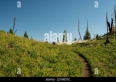 Der Narrow Trail führt durch das grasbewachsene Ridge Crest im Yellowstone National Park Stockfoto