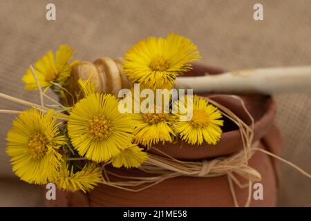 Eine Flasche Honig mit dem Blütenkolossal Heilpflanzen. Tussilago fara Stockfoto