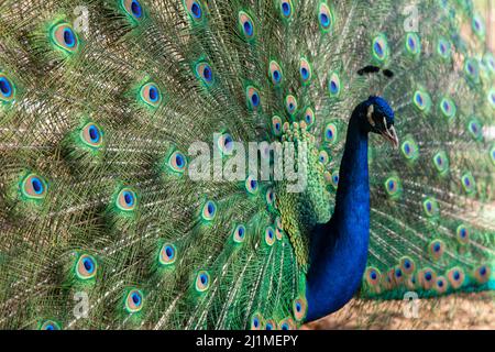 pfau im Frühling mit schönen Federn Stockfoto