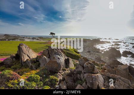 Der 14.-Loch-Platz auf dem Dunes Course im Monterey Peninsula Country Club auf dem weltberühmten 17 Mile Drive in Pebble Beach, CA., USA Stockfoto