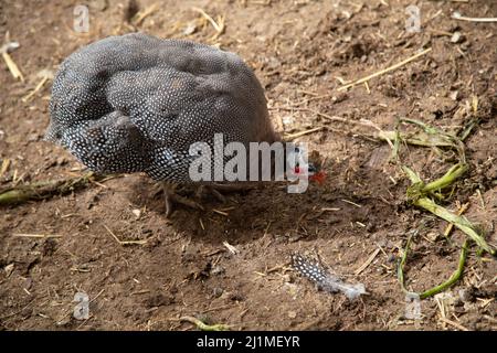Behelmte Guineafowl oder Guineahen, die über das Veld laufen Stockfoto
