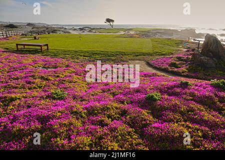 Der 14.-Loch-Platz auf dem Dunes Course im Monterey Peninsula Country Club auf dem weltberühmten 17 Mile Drive in Pebble Beach, CA., USA Stockfoto