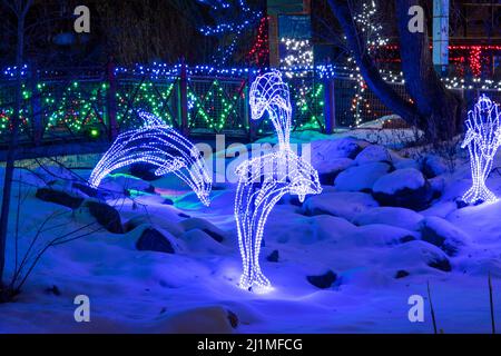 Ausstellung beim jährlichen Zoolights Event des Calgary Zoos, das von Ende November bis Anfang Januar stattfindet, im Calgary Zoo, Calgary, Alberta, Dezember 18, 2019. Stockfoto