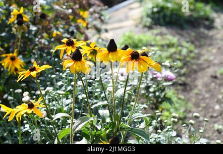 Rudbeckia hirta, gemeinhin als Schwarzäugige Susan bezeichnet Stockfoto