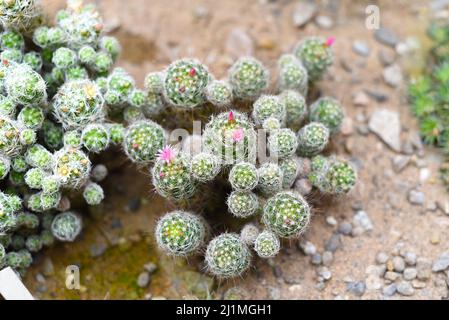 Mammillaria geminispina, der Doppelstachelkaktus Stockfoto