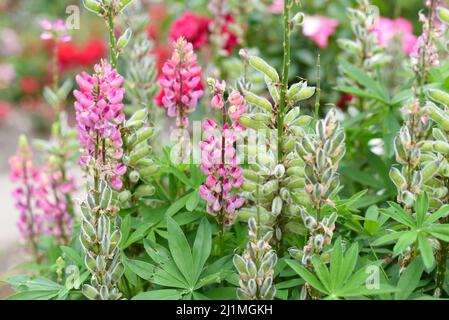 Lupinus polyphyllus die Chatelaine blüht aus nächster Nähe Stockfoto