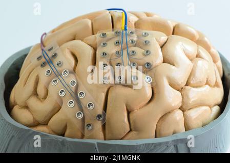 Nahaufnahme der subduralen Gitterelektrode für die Aufzeichnung von Gehirnwellen oder Elektroenzehalographie auf dem künstlichen Hirnmodell Cortex Stockfoto