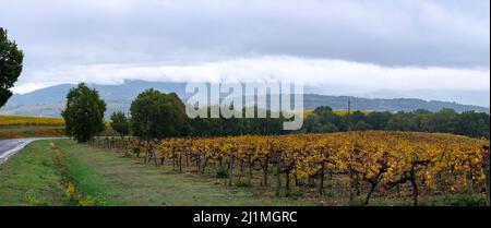 Regnerischer Herbsttag auf Weinbergen in der Nähe von Orvieto, Umbrien, Reihen von Weintrauben nach der Ernte, Italien Stockfoto