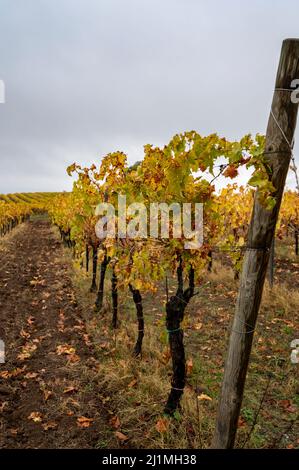 Regnerischer Herbsttag auf Weinbergen in der Nähe von Orvieto, Umbrien, Reihen von Weintrauben nach der Ernte, Italien Stockfoto