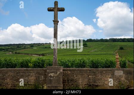 Berühmte clos Pinnot noir Weinberge mit Steinmauern in der Nähe von Nuits-Saint-Georges in der Weinregion Burgund, Frankreich Stockfoto