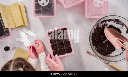 Flach liegend. Kleines Mädchen hilft Pflanzen Samen in Saatgutvermehrer mit Boden. Stockfoto