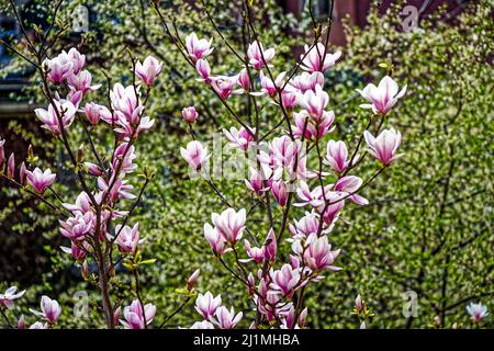 Magnolien im Frühling, Frieden Tauben im Garten, Linden, Hannover. Stockfoto