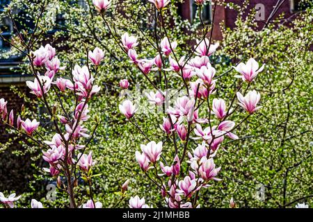 Magnolien im Frühling, Frieden Tauben im Garten, Linden, Hannover. Stockfoto