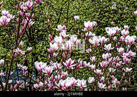 Magnolien im Frühling, Frieden Tauben im Garten, Linden, Hannover. Stockfoto