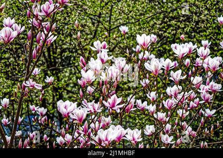 Magnolien im Frühling, Frieden Tauben im Garten, Linden, Hannover. Stockfoto