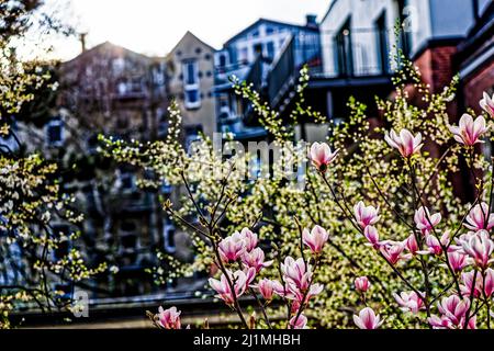 Magnolien im Frühling, Frieden Tauben im Garten, Linden, Hannover. Stockfoto