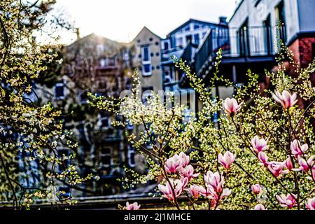 Magnolien im Frühling, Frieden Tauben im Garten, Linden, Hannover. Stockfoto