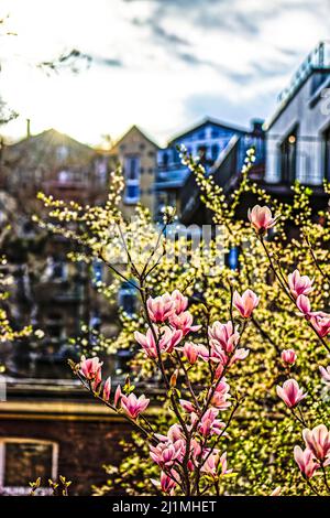 Magnolien im Frühling, Frieden Tauben im Garten, Linden, Hannover. Stockfoto