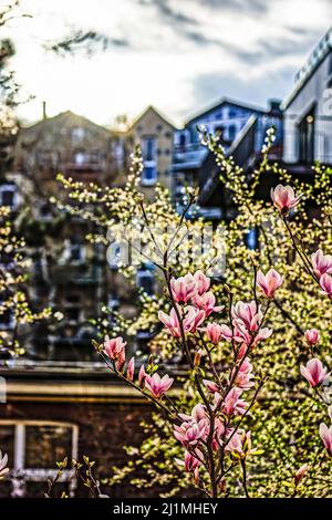 Magnolien im Frühling, Frieden Tauben im Garten, Linden, Hannover. Stockfoto