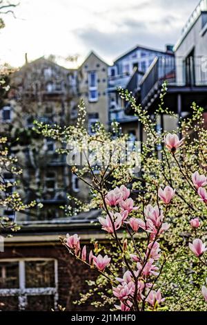 Magnolien im Frühling, Frieden Tauben im Garten, Linden, Hannover. Stockfoto