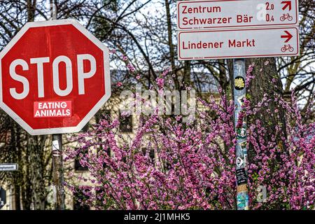 Magnolien im Frühling, Frieden Tauben im Garten, Linden, Hannover. Stockfoto