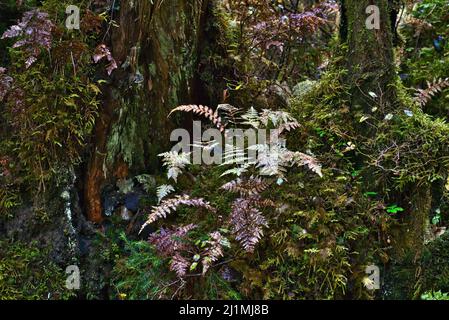Moos und Farne in einem Regenwald im Südosten Alaskas im Herbst. Stockfoto