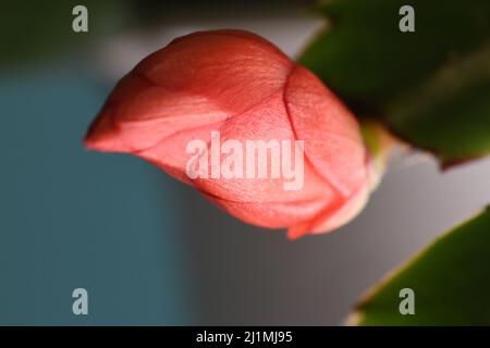 Weihnachtskaktus Knospe super close-up Stockfoto