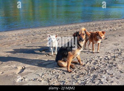 Streunende Hunde stehen am Ufer. Verlassene Tiere am Flussufer Stockfoto