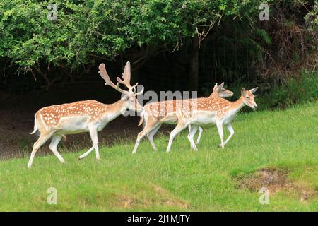 Damwild (Dama dama), ein Bock und zwei Does, auf einer Farm in Neuseeland Stockfoto