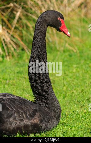 Der Kopf und der lange Hals eines schwarzen Schwans (Cygnus atratus), einem in Australien heimischen Vogel Stockfoto