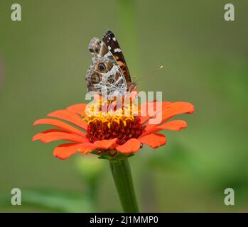 Narzissen gegen eine Backsteinmauer, die im Garten blüht. Stockfoto