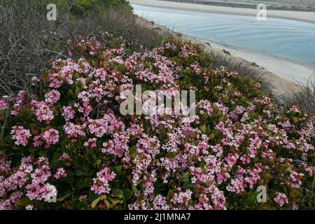 26. März 2022, San Diego, Kalifornien, USA: Pink, Weiße und violette Wildblumen am Torrey Pines State Beach in San Diego, Kalifornien, am Samstag, den 26.. März 2022 (Bildnachweis: © Rishi Deka/ZUMA Press Wire) Stockfoto