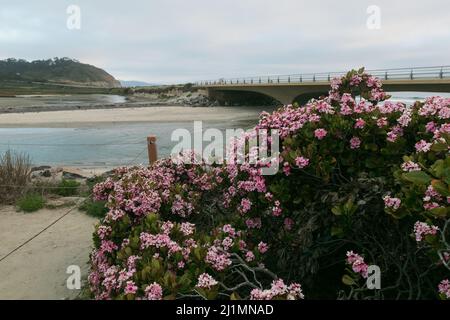 26. März 2022, San Diego, Kalifornien, USA: Pink, Weiße und violette Wildblumen am Torrey Pines State Beach in San Diego, Kalifornien, am Samstag, den 26.. März 2022 (Bildnachweis: © Rishi Deka/ZUMA Press Wire) Stockfoto