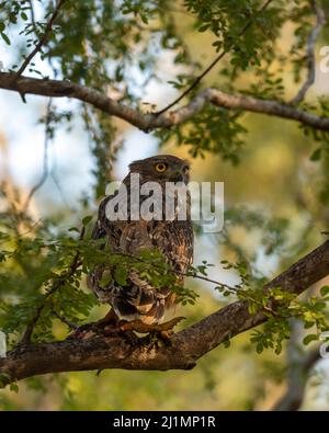 Braune Fischeule oder Bubo zeylonensis oder Ketupa zeylonensis eine große Eulenart, die auf einem Baum mit Froschkill in seiner Klaue im ranthambore Nationalpark thront Stockfoto