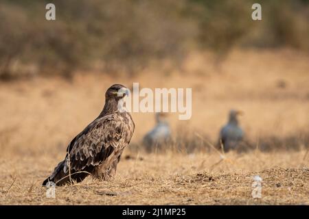 Steppenadler oder Aquila nipalensis Porträt ein Winter-migrator-Vogel, der auf dem Boden in der Nähe des Tierkadaverlagerungsgebiets oder des Geländes des Jorbeer Conservation R thront Stockfoto