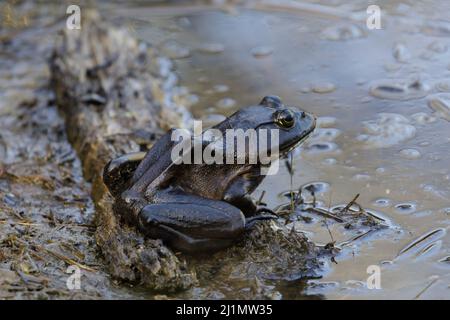 American Bullfrog ruht am Rand des Teiches. Santa Clara County, Kalifornien, USA. Stockfoto