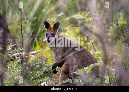 Sumpf Wallaby Wallabia bicolor Stockfoto