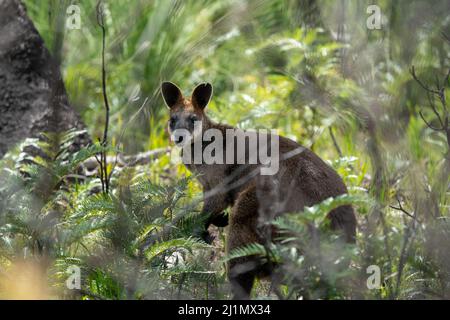Sumpf Wallaby Wallabia bicolor Stockfoto