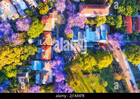 Wohlhabender Wohnvorort Kirribilli in der unteren Nordküste von Sydney in der Frühjahrssaison blühender Jacaranda-Bäume - von oben aus der Luft. Stockfoto