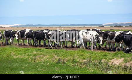 Holstein-Milchkühe werden am 19. 2022. Februar auf einem Bauernhof im Südosten Südaustraliens gezüchtet Stockfoto