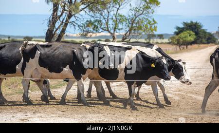 Holstein-Milchkühe werden am 19. 2022. Februar auf einem Bauernhof im Südosten Südaustraliens gezüchtet Stockfoto