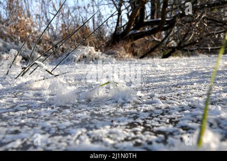 Flussgras, Schneeflocken auf der gefrorenen Oberfläche eines Wasserstroms während eines weißen Winters am Morgen, Polen Stockfoto