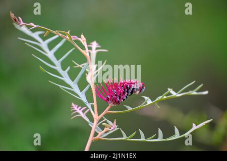 Fliegen Sie Grevillea Weg Stockfoto