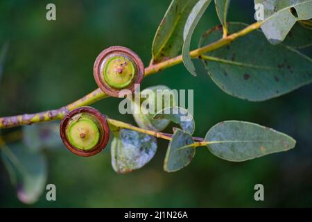 Nulllabor Kalk Vor Der Blüte Stockfoto